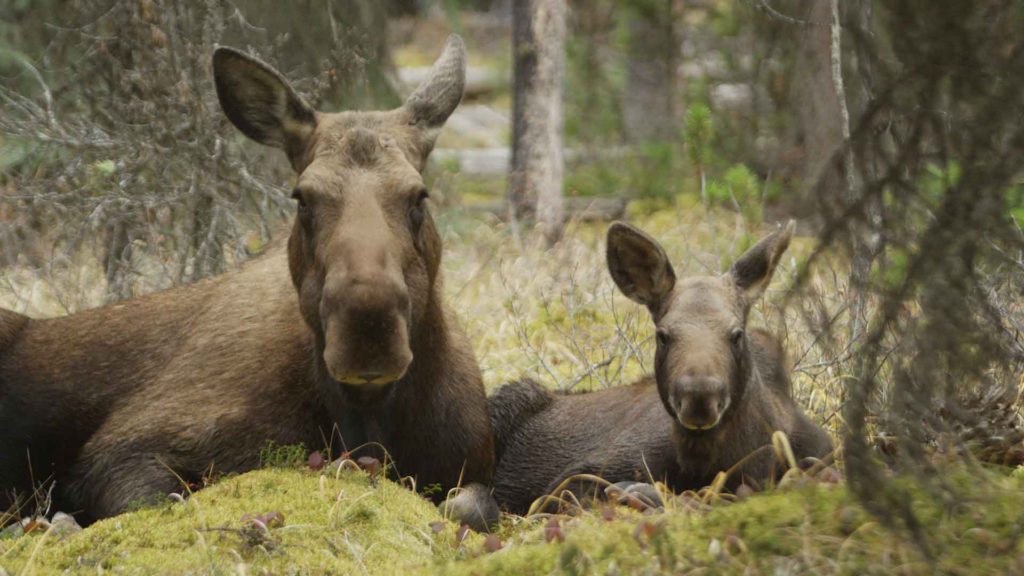 Two Moose laying in the woods Nature Show Image