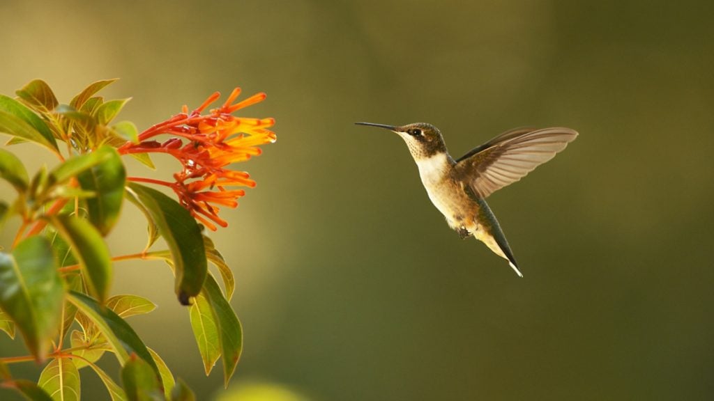 Science & Nature Collection - Twin Cities PBS