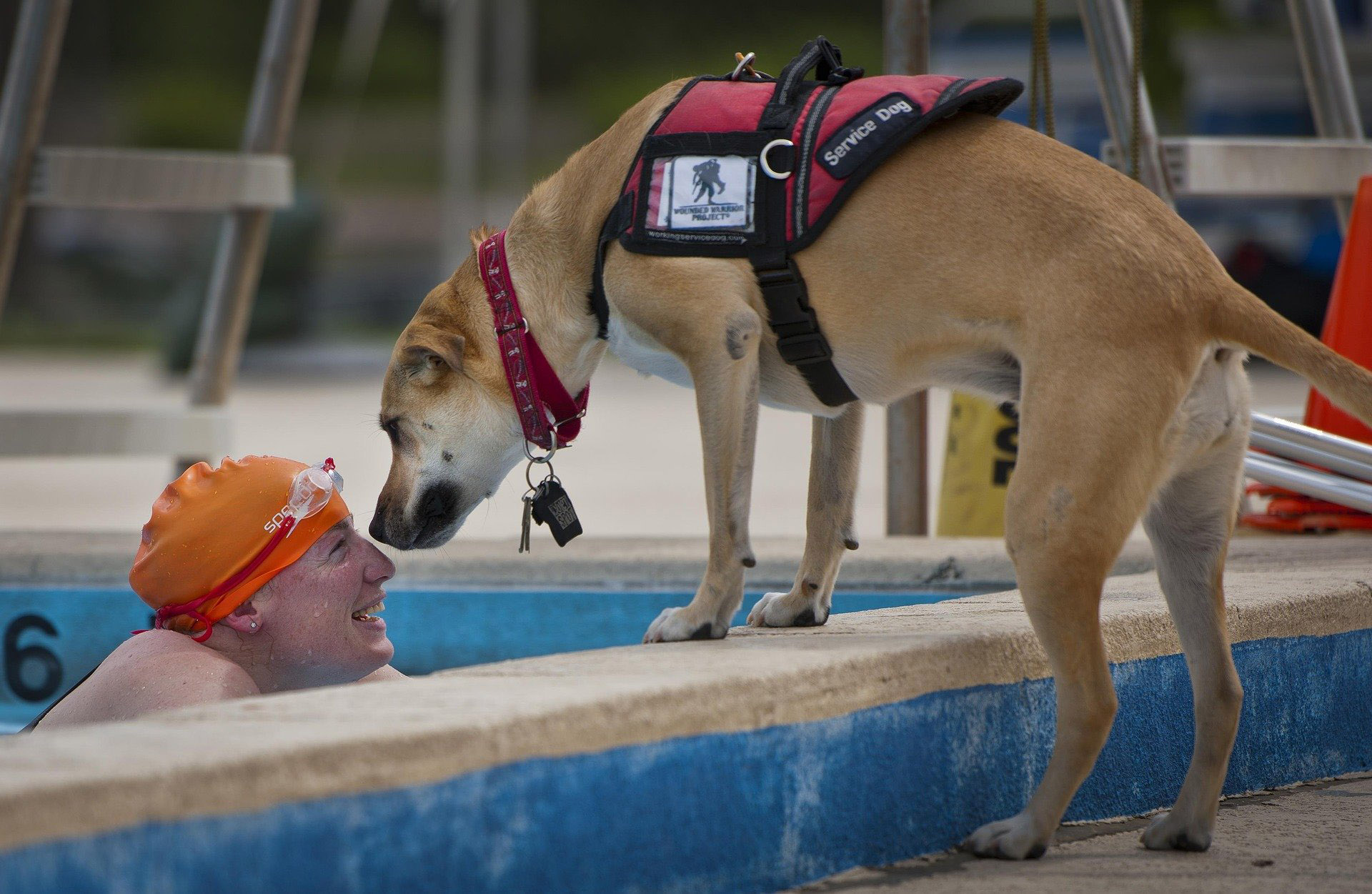 How To Teach Kids About Service Dogs Twin Cities PBS